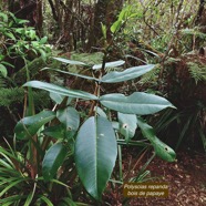 Polyscias repanda  Bois de papaye.( jeune individu )  araliaceae.endémique Réunion..jpeg